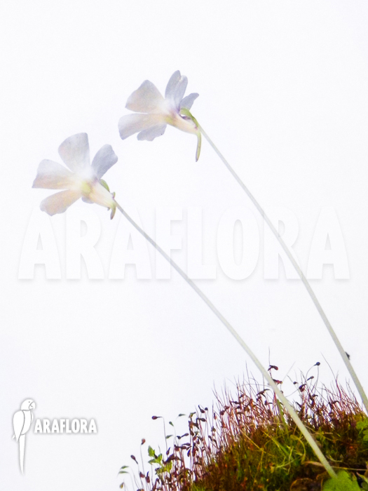 Pinguicula rotundifolia