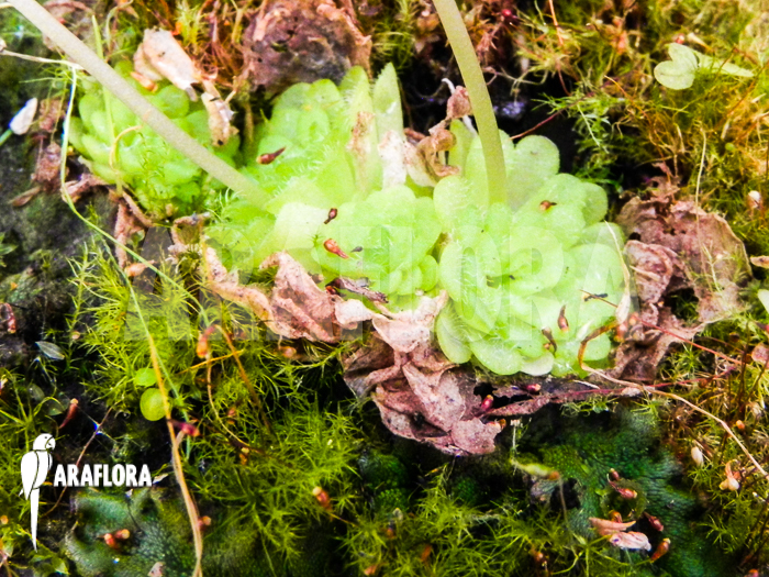 Pinguicula rotundifolia