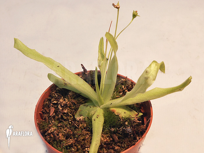 Pinguicula vallisneriifolia