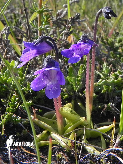 Pinguicula vulgaris