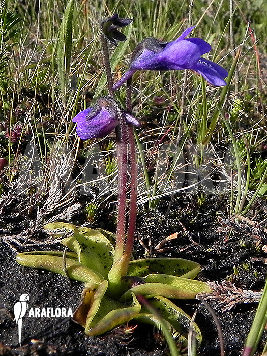 Pinguicula vulgaris