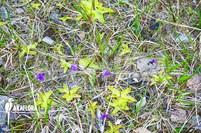 Pinguicula vulgaris natural habitat