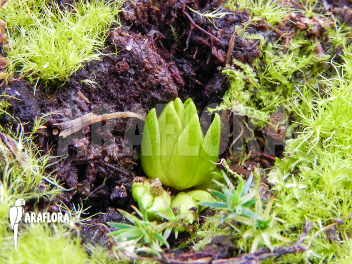 Pinguicula vulgaris winter bud