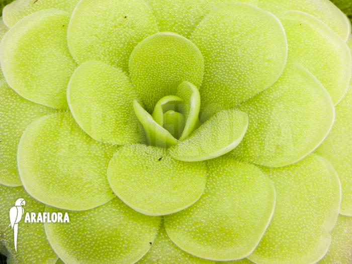Pinguicula x ‘Tina’