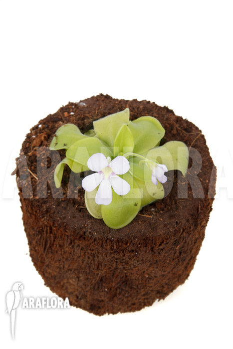 Pinguicula x ‘Weser’ ‘Alba’