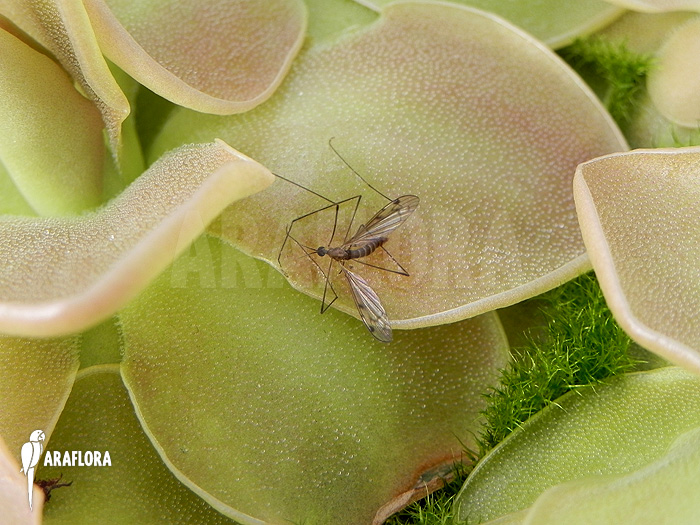 Pinguicula x ‘Weser’