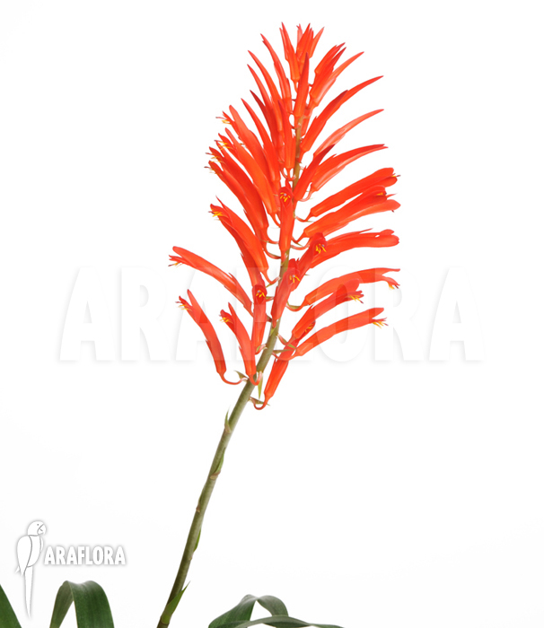 Pitcairnia flammea