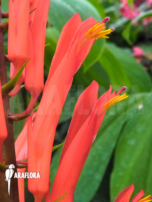Pitcairnia flammea flower