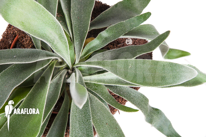 Platycerium veitchii