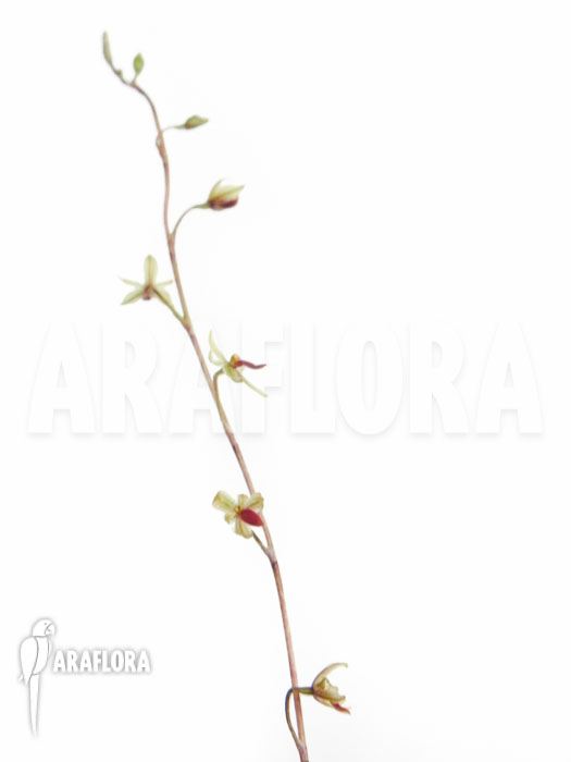 Platystele misera flower