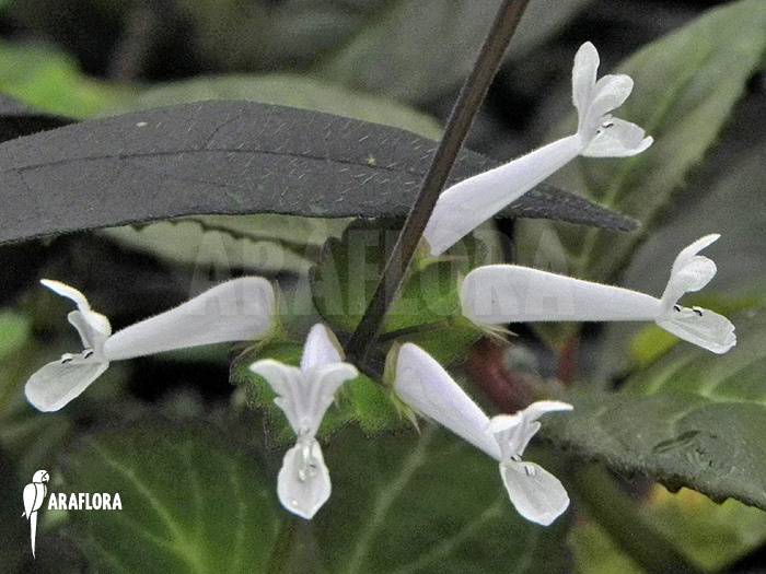 Plectranthus oertendahlii