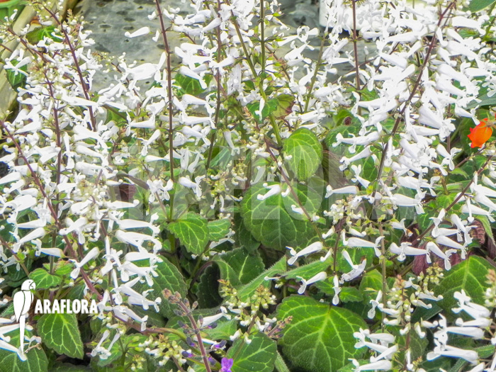 Plectranthus oertendahlii