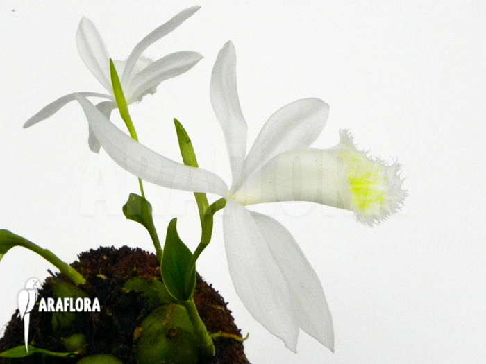Pleione formosana white