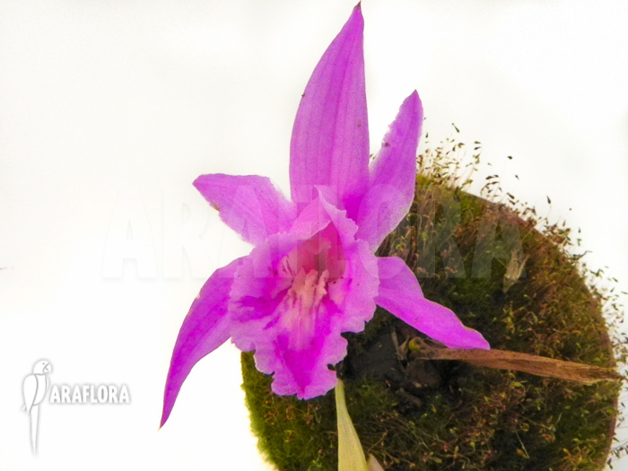 Pleione saxicola