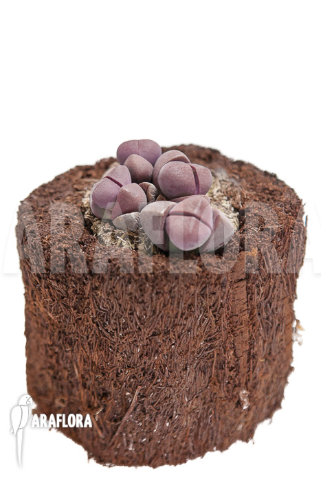 Pleiospillos nelii rubra