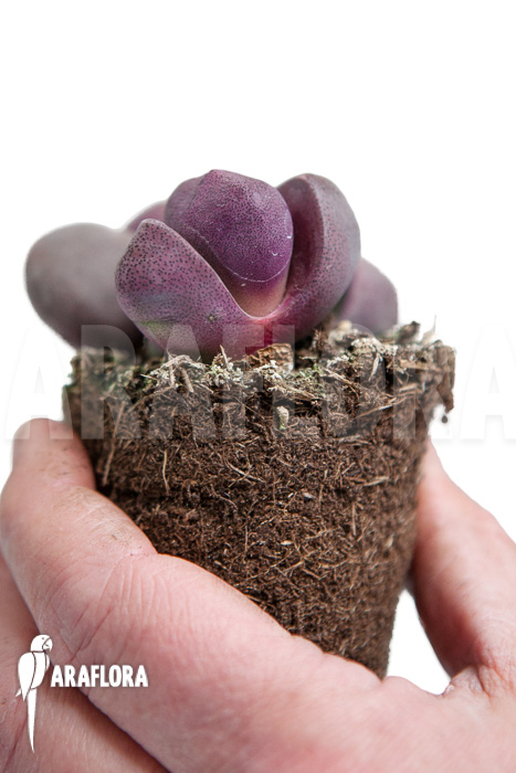 Pleiospillos nelii rubra