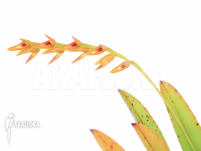 Pleurothallis species ‘Orange’ ‘L’