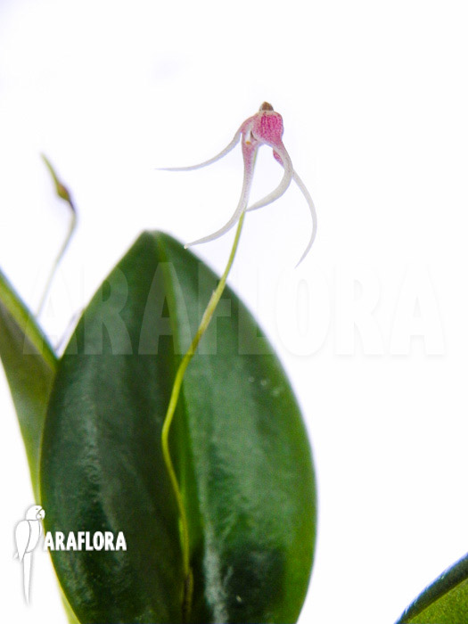 Pleurothalis (syn:Ancipitia) gratiosa