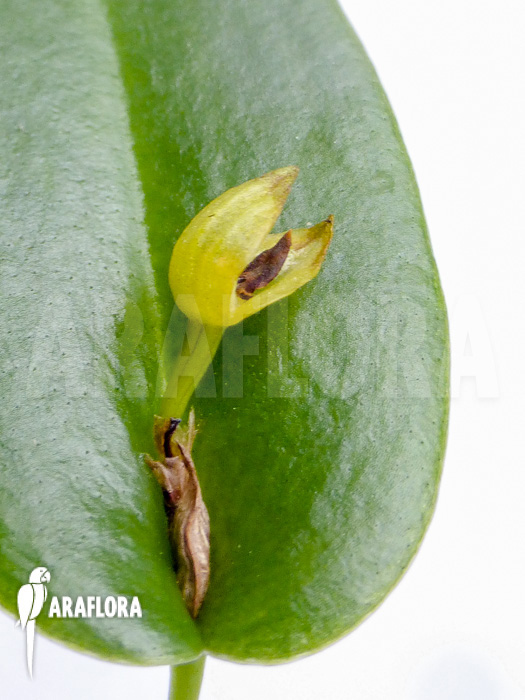 Pleurothallis bothros