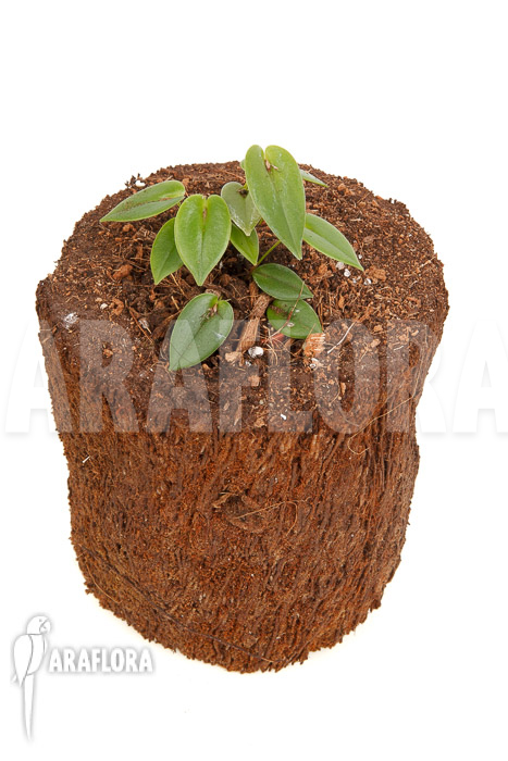 Pleurothallis bothros