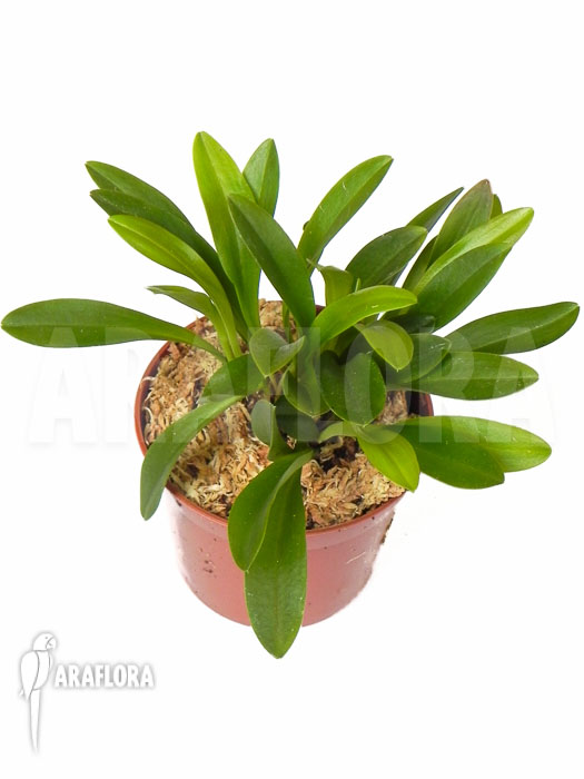 Pleurothallis costaricense ‘L’