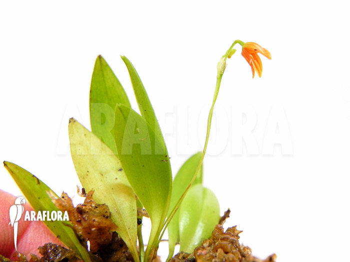 Pleurothallis glandulosa