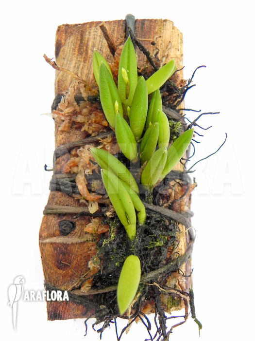 Pleurothallis leptotifolia ‘on wood’