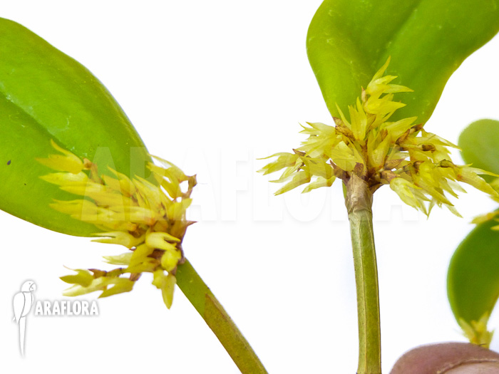 Pleurothallis obovata