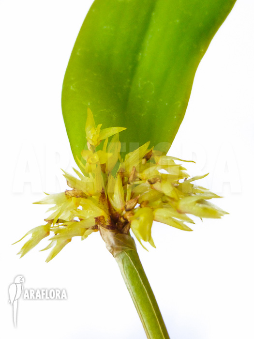 Pleurothallis obovata