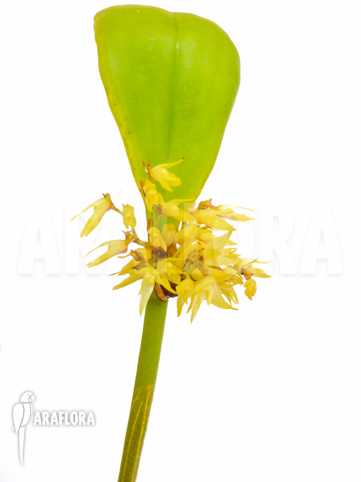Pleurothallis obovata
