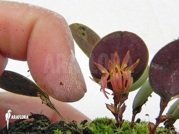 Pleurothallis orbicularis ‘Trichosalpinx orbicularis’