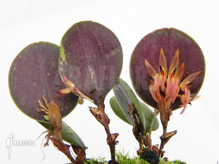 Pleurothallis orbicularis ‘Trichosalpinx orbicularis’