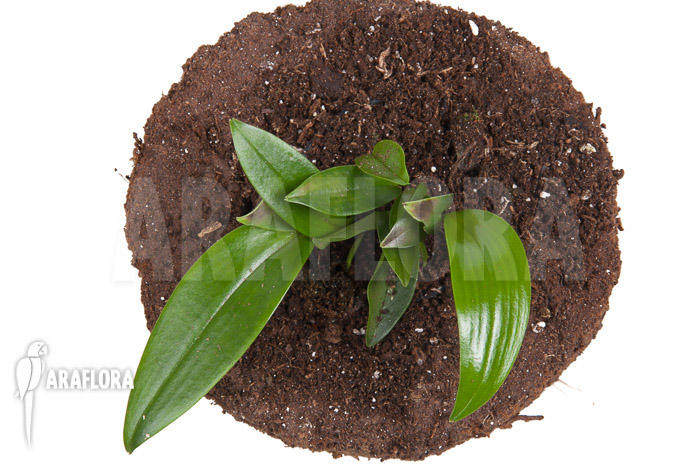 Pleurothallis renieana ‘M’