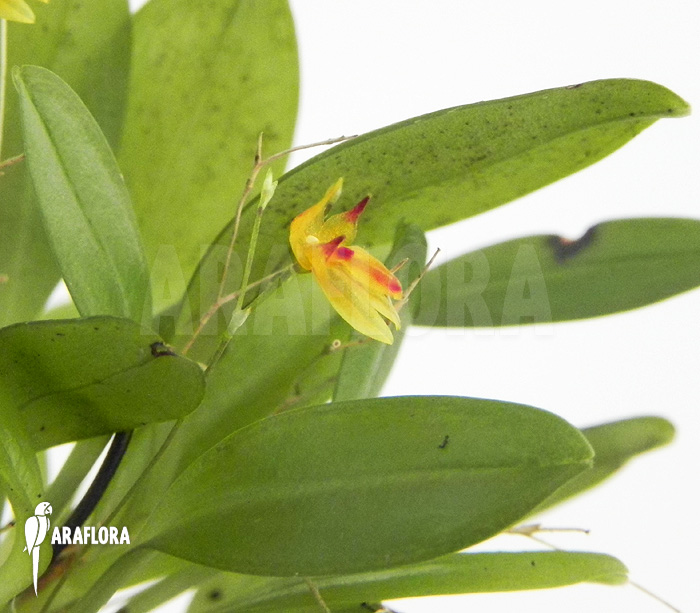 Pleurothallis rubella