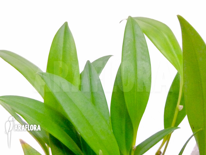 Pleurothallis ruscifolia