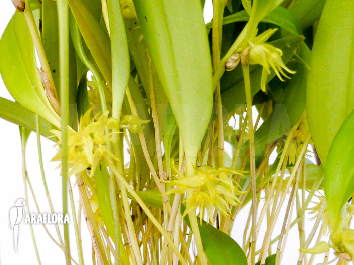 Pleurothallis ruscifolia