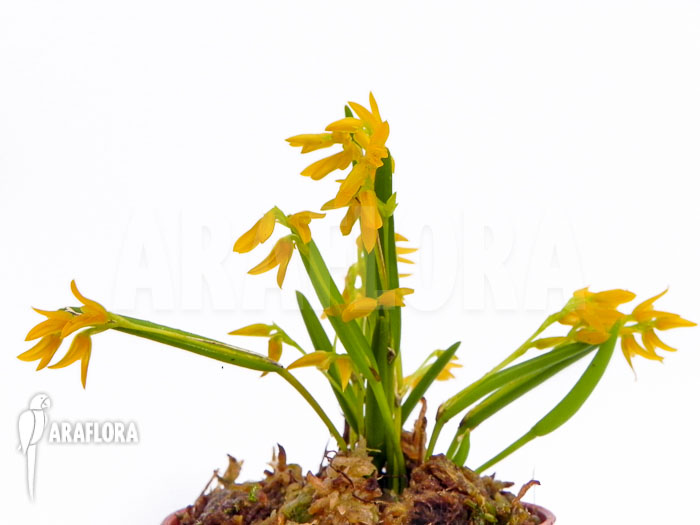 Pleurothallis sonderiana Starter