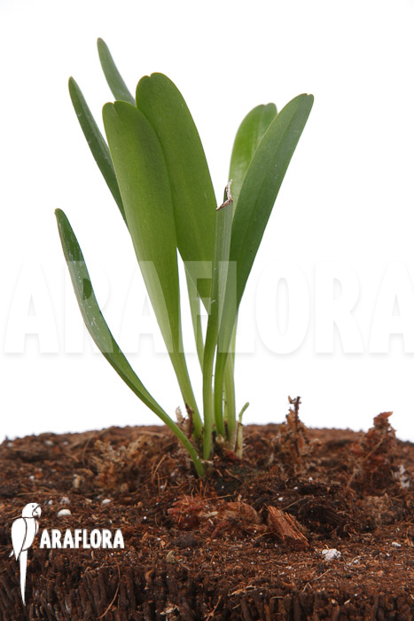 Pleurothallis tribuloides