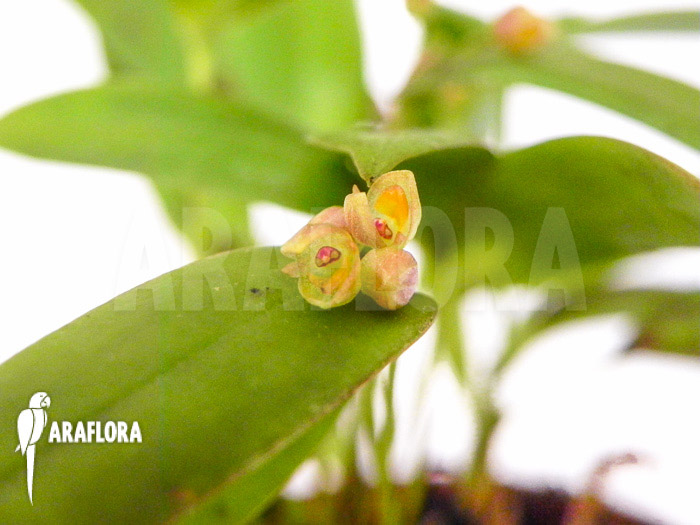 Pleurothallis tridentata