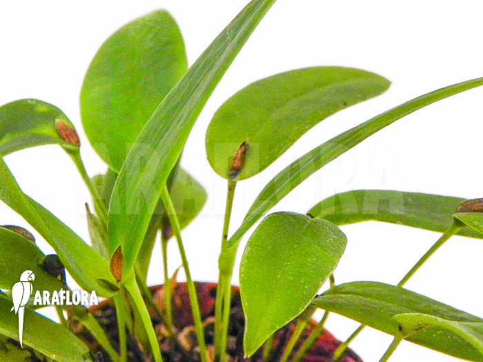 Pleurothallis tridentata