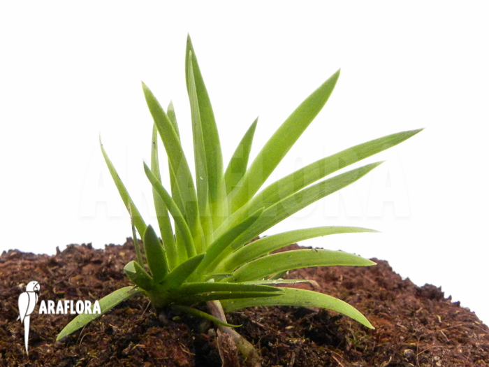 Podangis dactyloceras