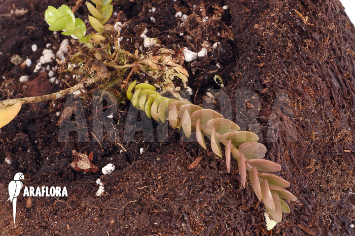 Podochilus muricatus