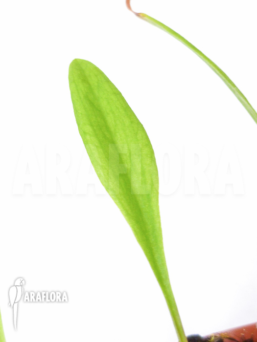 Pogonia ophioglossoides