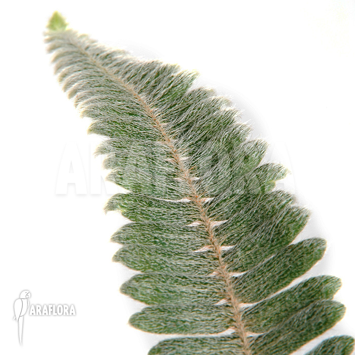 Polypodium bombycinum