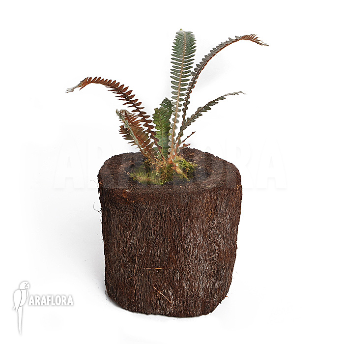 Polypodium bombycinuma