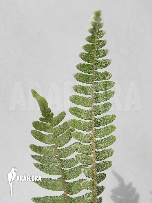 Polypodium bombycinuma