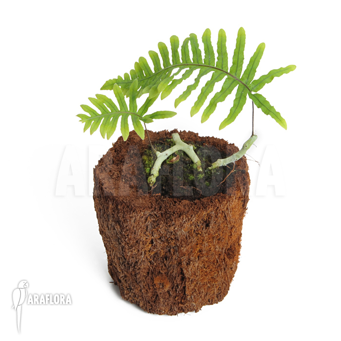 Polypodium formosanum