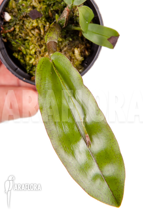 Polystachia maculata