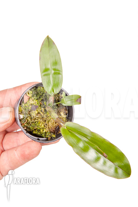 Polystachia maculata