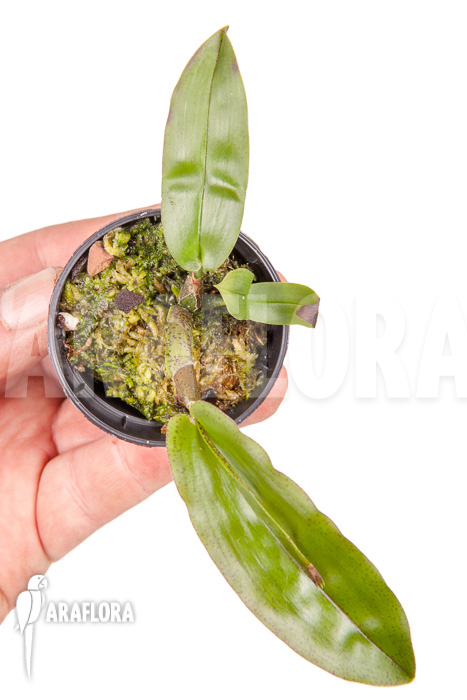 Polystachia maculata